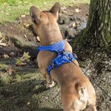 Voyager No Pull Dog Harness for Large Dogs, Dual Leash Attachments, Adjustable Soft but Strong Pet Harness with 3M Reflective Technology, Royal Blue Lattice Nylon, M (Chest: 20-25")