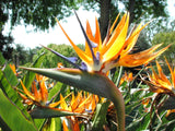 Strelitzia Royal Bird of Paradise Seeds Perennial Flowers for Planting Giant Non GMO 3 Seeds