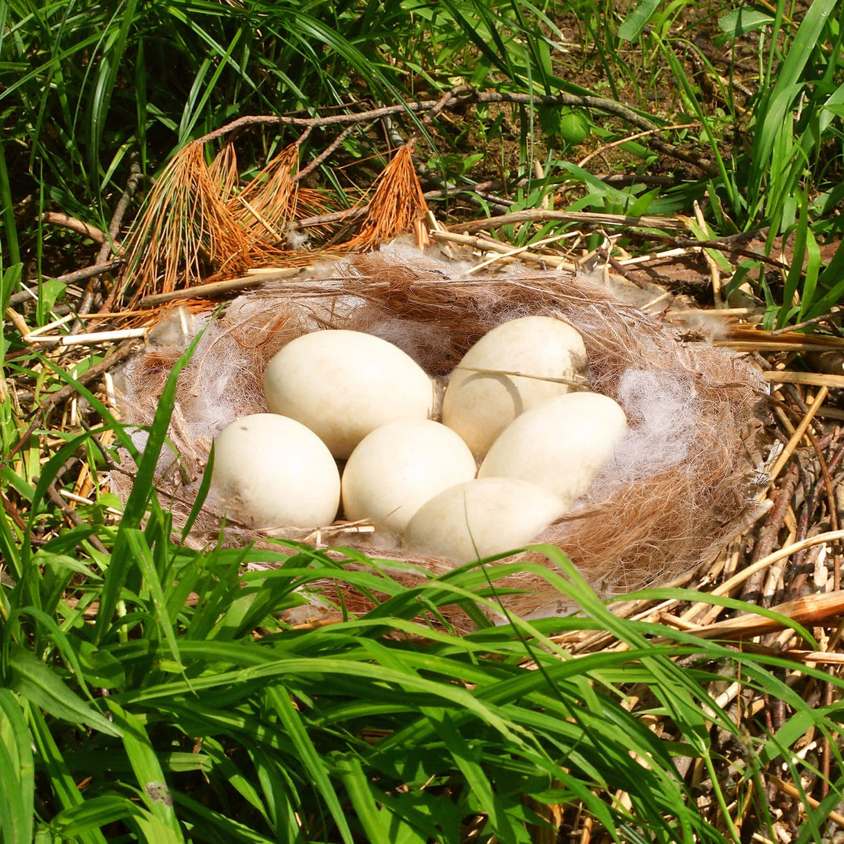 Amyhill 120g/4.23 oz Bird Nesting Materials Mixing Parakeet Nest Material Finch Bird Bedding Hideouts for Canary Coconut for Tree Trunks Cages Garden Yard Home Party Easter Decor