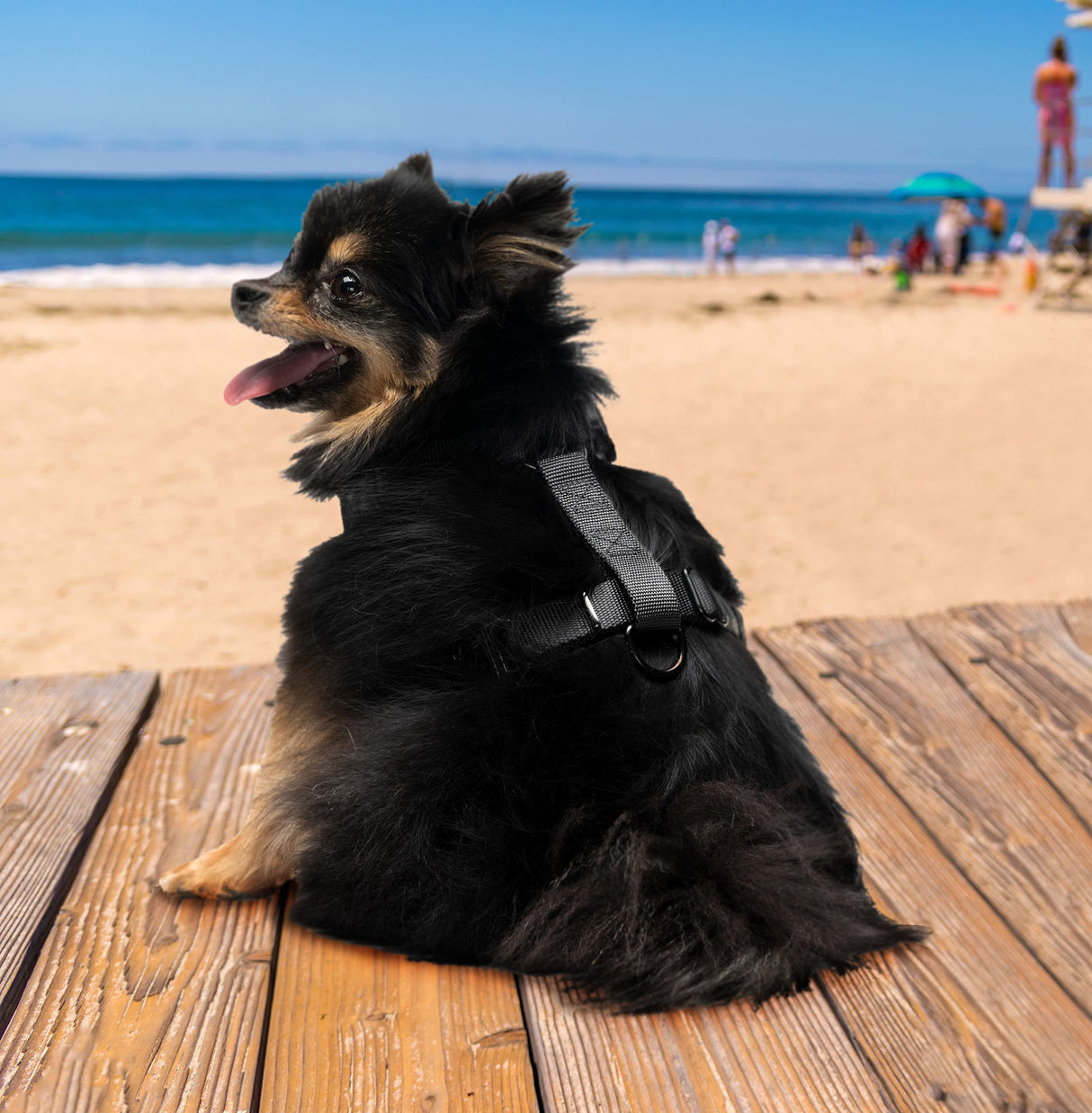 Juicy Couture Leopard Print Dog Harness and Leash Set – Adjustable Puppy Harness with Puppy Leash & Mesh Padding Dog Harness, Large