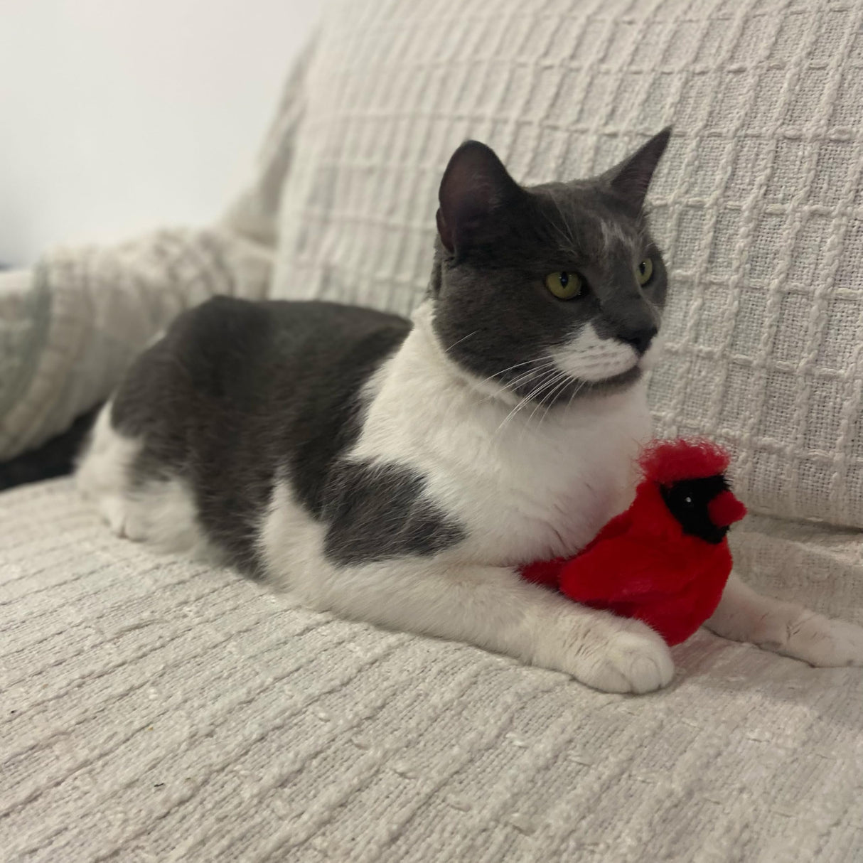 SPOT Song Birds Cat Toy- Touch Activated Singing Catnip Toy Mimics Real Bird Songs, Battery Operated Toy Satisfies Cat's Natural Urge to Hunt - One 5" Song Bird, Assorted Colors