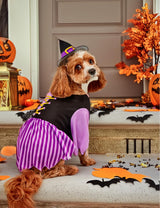 Rubies Witch Pet Costume for Dogs or Cats, Medium