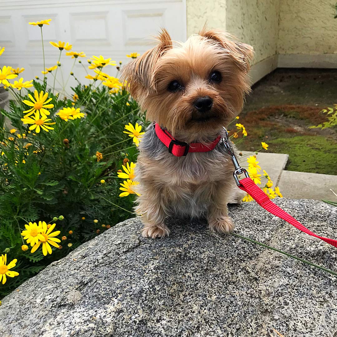Dog Leash for Medium, Large and Small Dogs - 6 Foot Dog Leashes for Training and Daily Walks - Durable Sizes in Lightweight and Heavy Duty for Small and Large Breeds (1-Layer, Red)