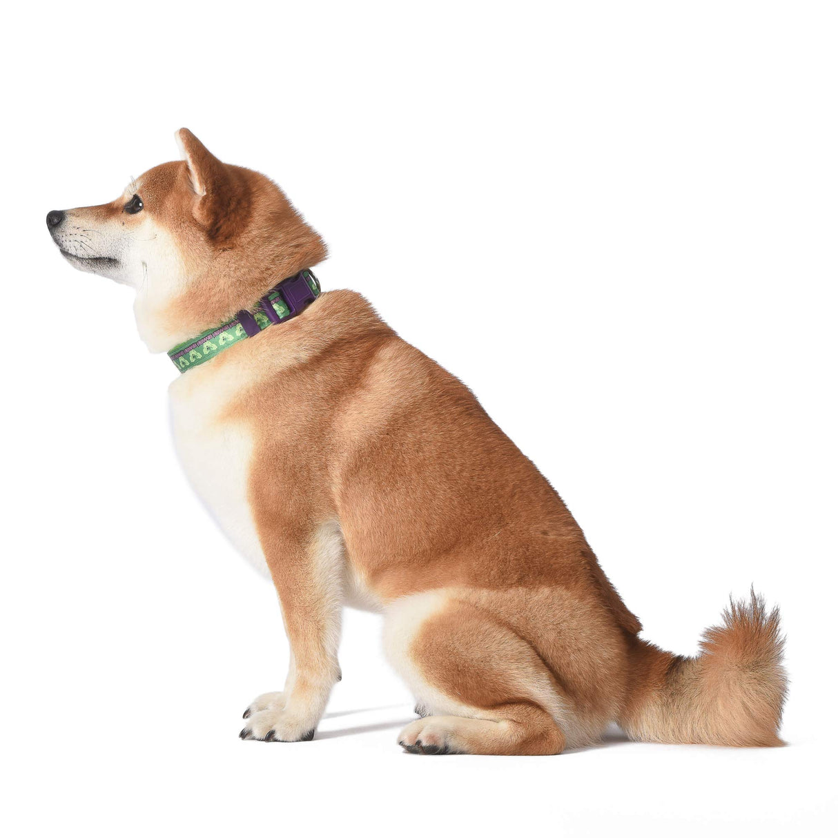 Marvel Comics The Hulk Dog Collar, Small Green & Purple | Officially Licensed Marvel The Incredible Hulk Dog Collar | Small Dog Collar for Small Dogs with D-Ring, Cute Dog Apparel & Accessories
