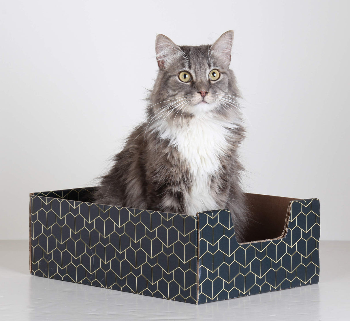 Purrfect Cat Box Modern Cat Box Lounger with Peek-a-Boo Cutout | Premium Corrugated Cardboard Cat Bed for Sleeping and Relaxation | Interactive Board Box for Indoor Kittens and Small Pets, Blue