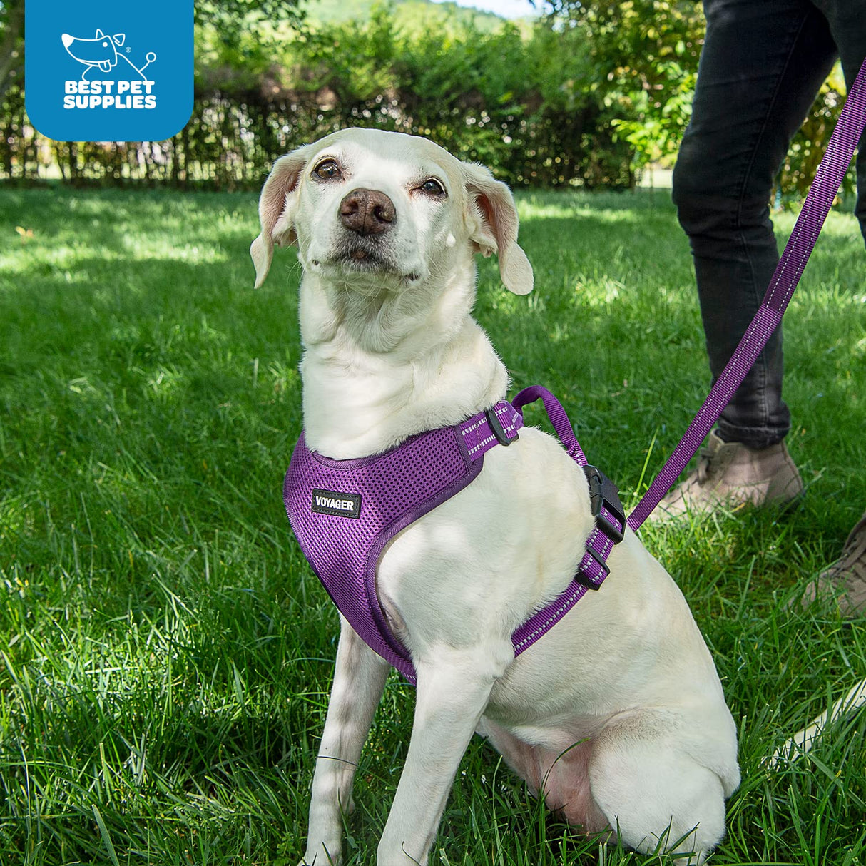 Air Frontier Mesh Dog Harness with and Reflective Dog Leash Set, Reflective Stitching, and Lightweight Breathable No-Pull Design, Adjustable Neck and Chest Straps for Small to Large Breeds - FSW, S