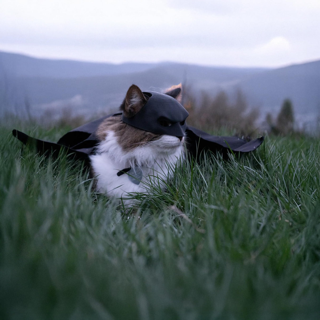 Black BatCat Cosplay Mask for Cats – Extra Thick Durable Pet Costume, Comfortable Halloween Apparel, Funny Superhero Hat, Catman Mask, Handmade Cat Outfit (Medium)