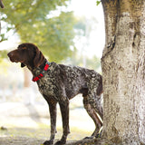 KRUZ PET Dog Collar for Small Dogs (Width- 5/8", Neck - 8"-12") Adjustable Pet Neck Band with Comfortable Soft Padding, Lifetime Durability, Heavy-Duty O-Ring (Red, X-Small)