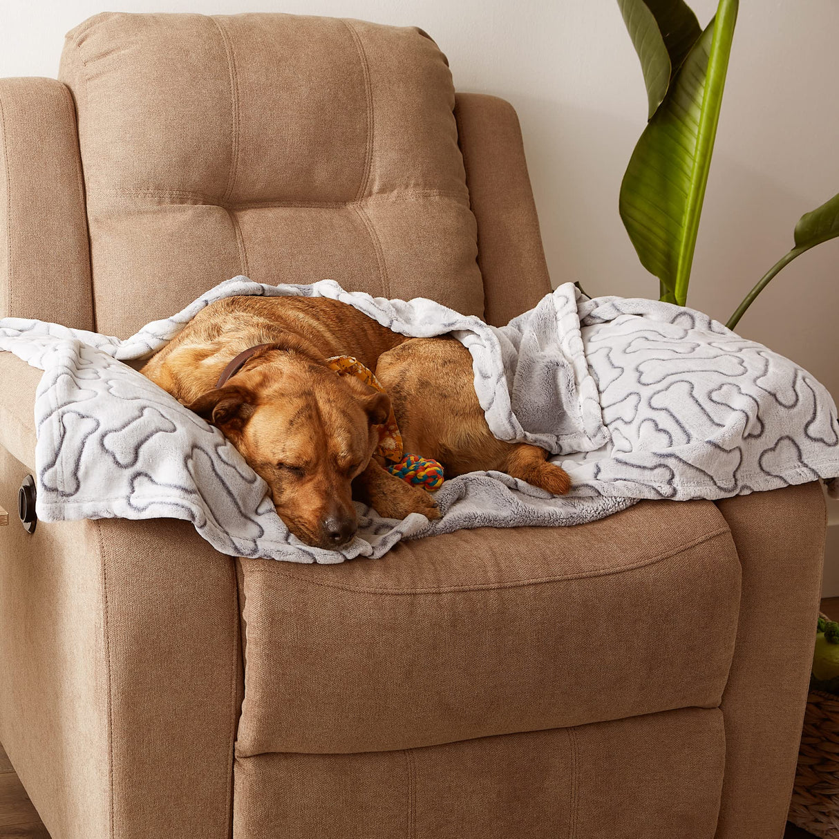 Bone Dry Embossed Bone Print Pet Blanket, 36x48", Taupe