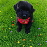 Dog Cat Clothes Pet Apparel Premium Lightweight Summer Pet Vest Breathable Chinese Inspired Design With Bold Floral Pattern For Small Medium Dogs And Cats Stylish Comfortable Warm Weather Apparel Luxu